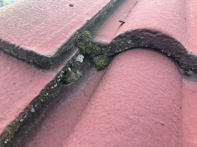 苔が生じているセメント瓦